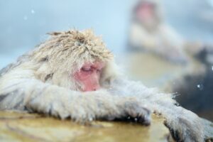 Jigokudani Monkey Park: Day Tour - Encounter Snow Monkeys in Their Natural Habitat